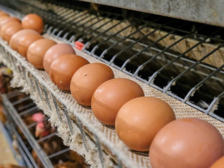 Hybrid Feeding at Early Lay: An Applied Strategy to Close the Performance Gap