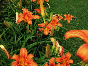 consider the lilies; a lesson in gratefulness