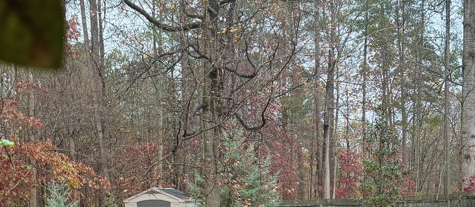 oh deer, what do i do now?