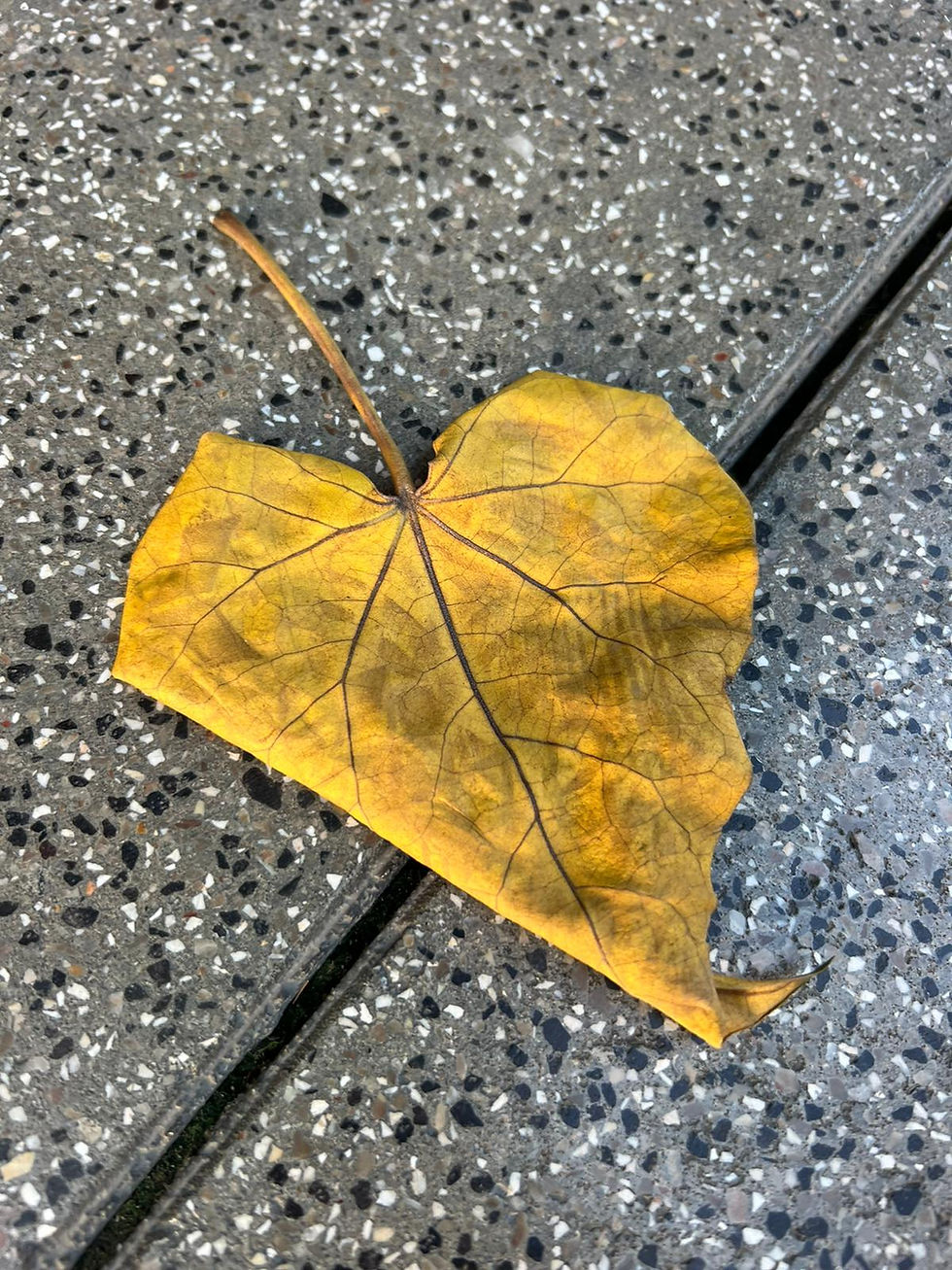 צמתי הירח בטרנזיטים בעיצוב האנושי  ציר 63-64 ו-37-40