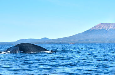 sept 22 marine wildeife 056.JPG