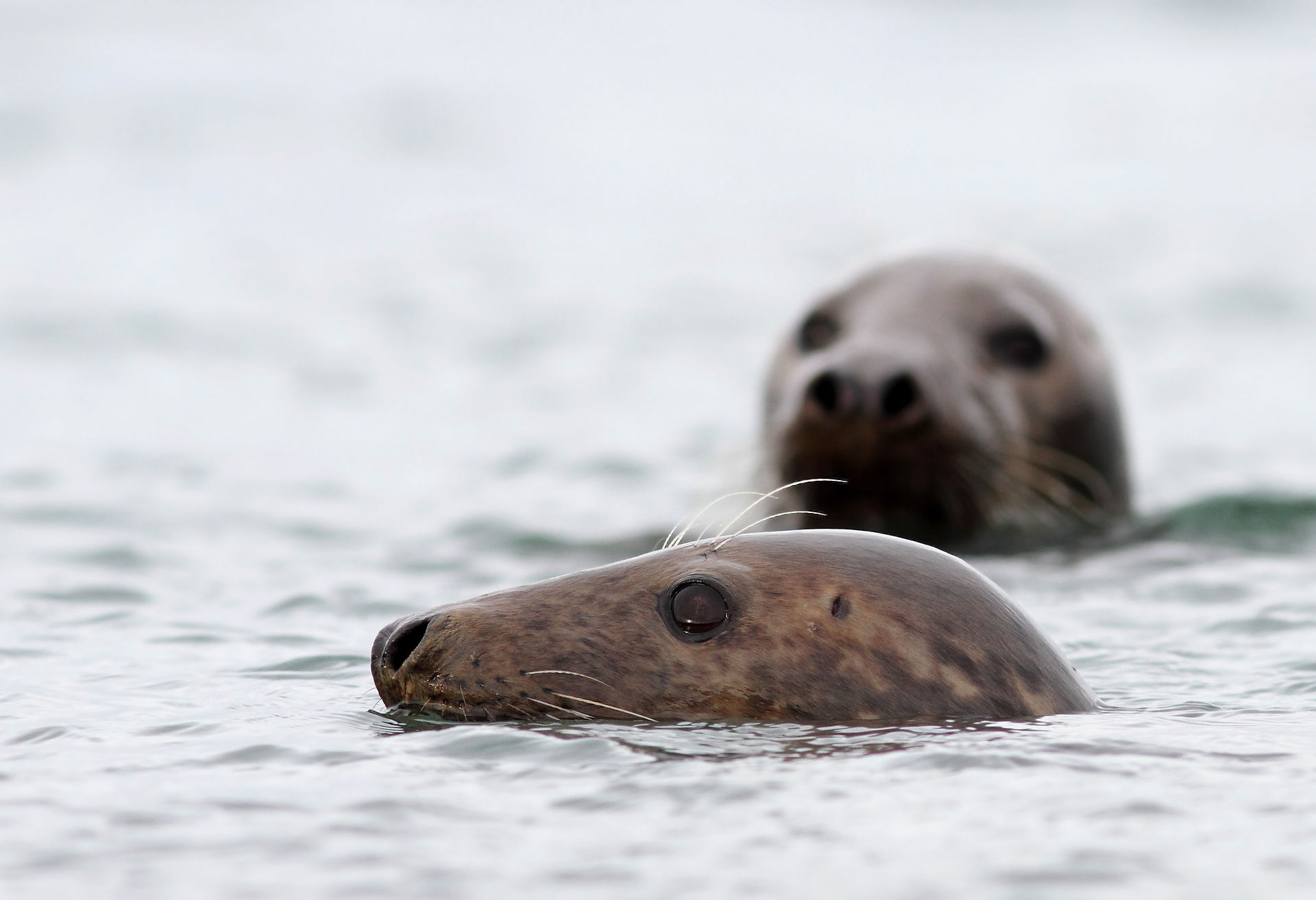 Two grey seals peak their heads out of the water.