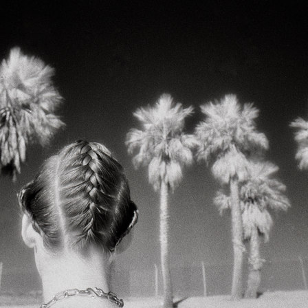 Palm Trees