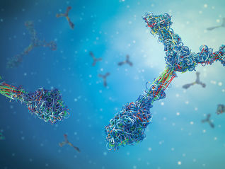 antibodies