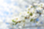 flowering-crabapple-3321956_640.jpg