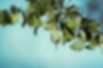 eucalyptus-background-2