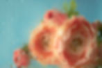 roses-flowers