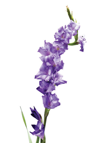 Delphinium Box | URKU EXPRESSIONS LLC