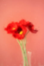 poppies-flowers