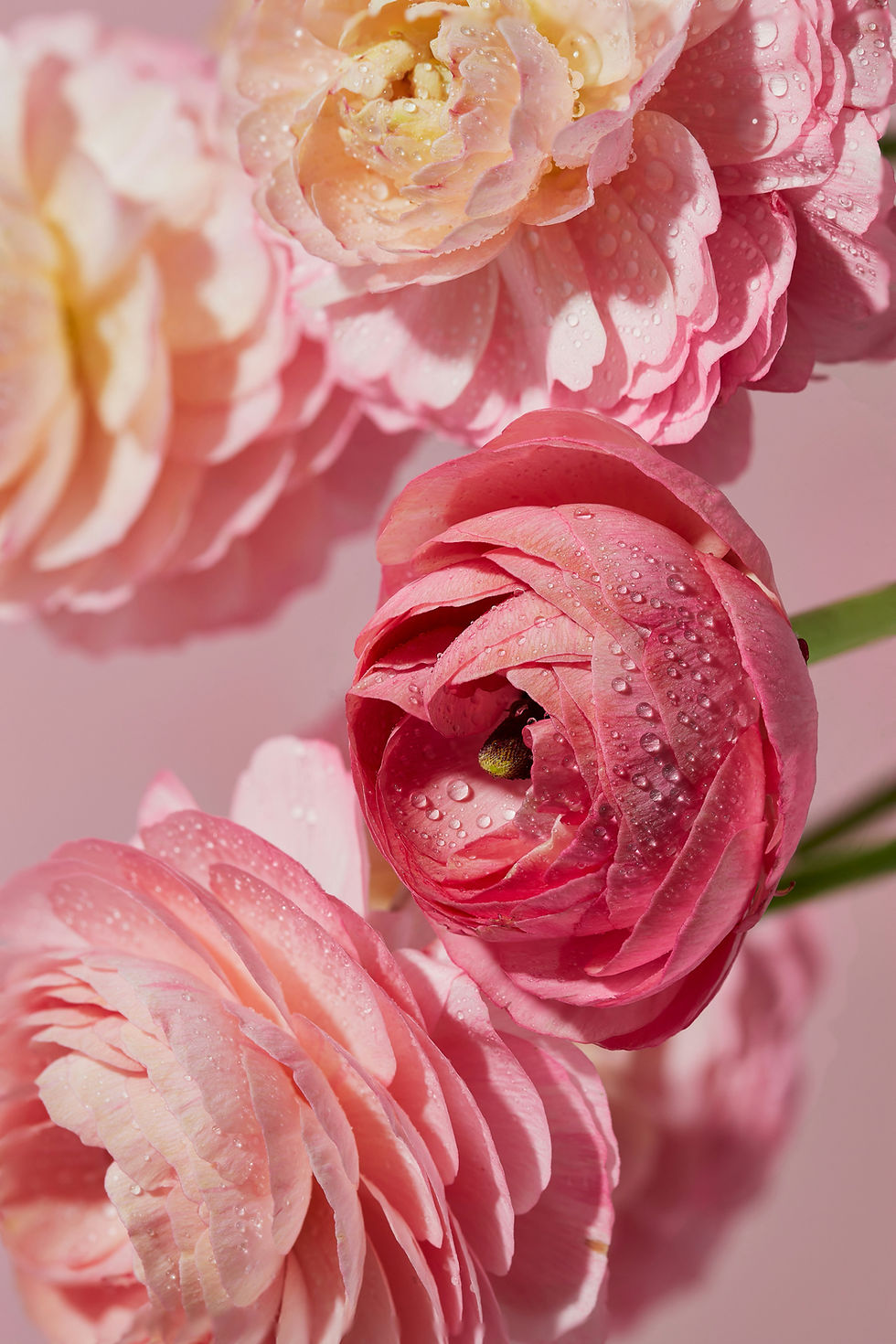 Ranunculus Background We Love All Flowers