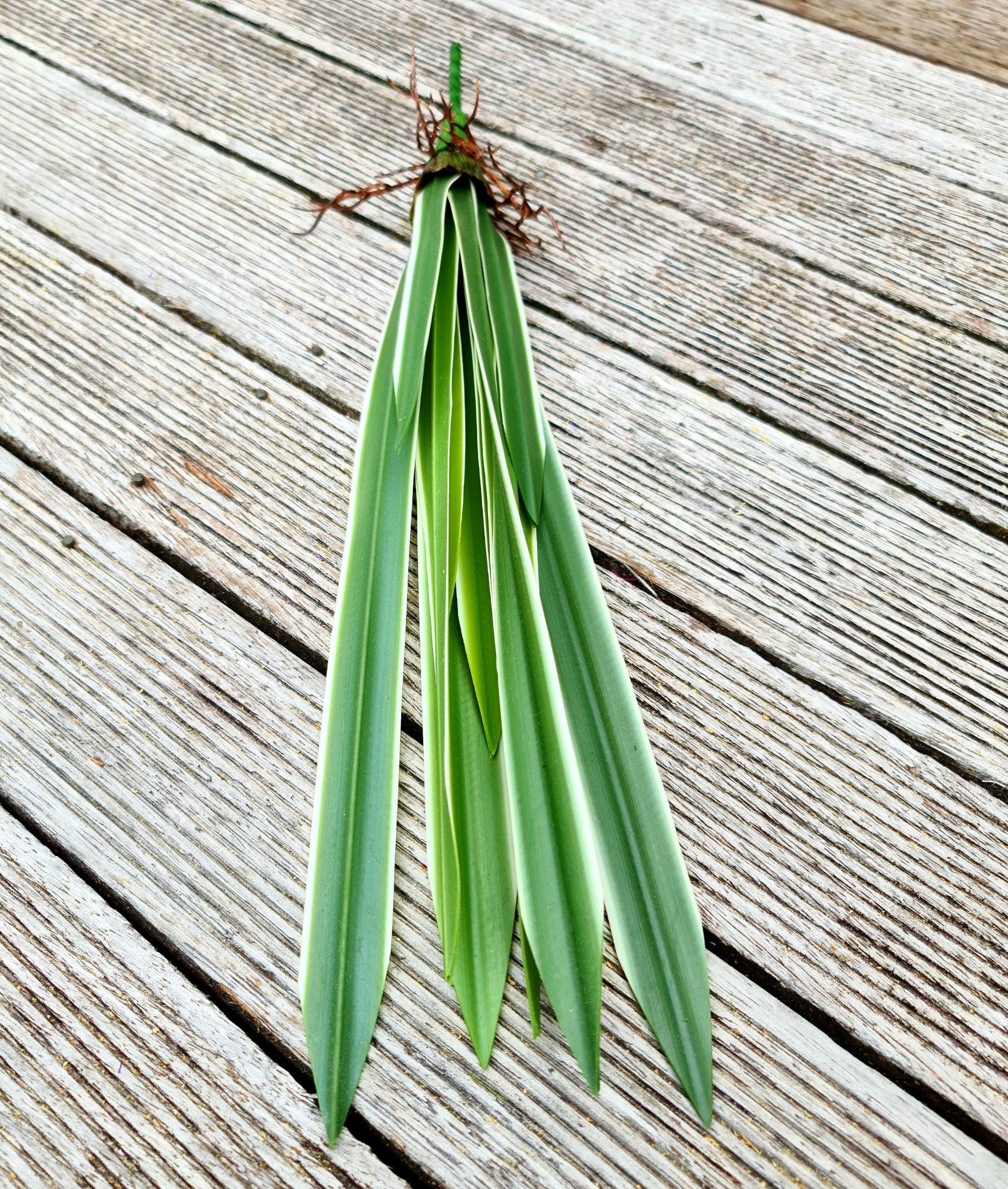 Variegated Flax Bush Green White F155