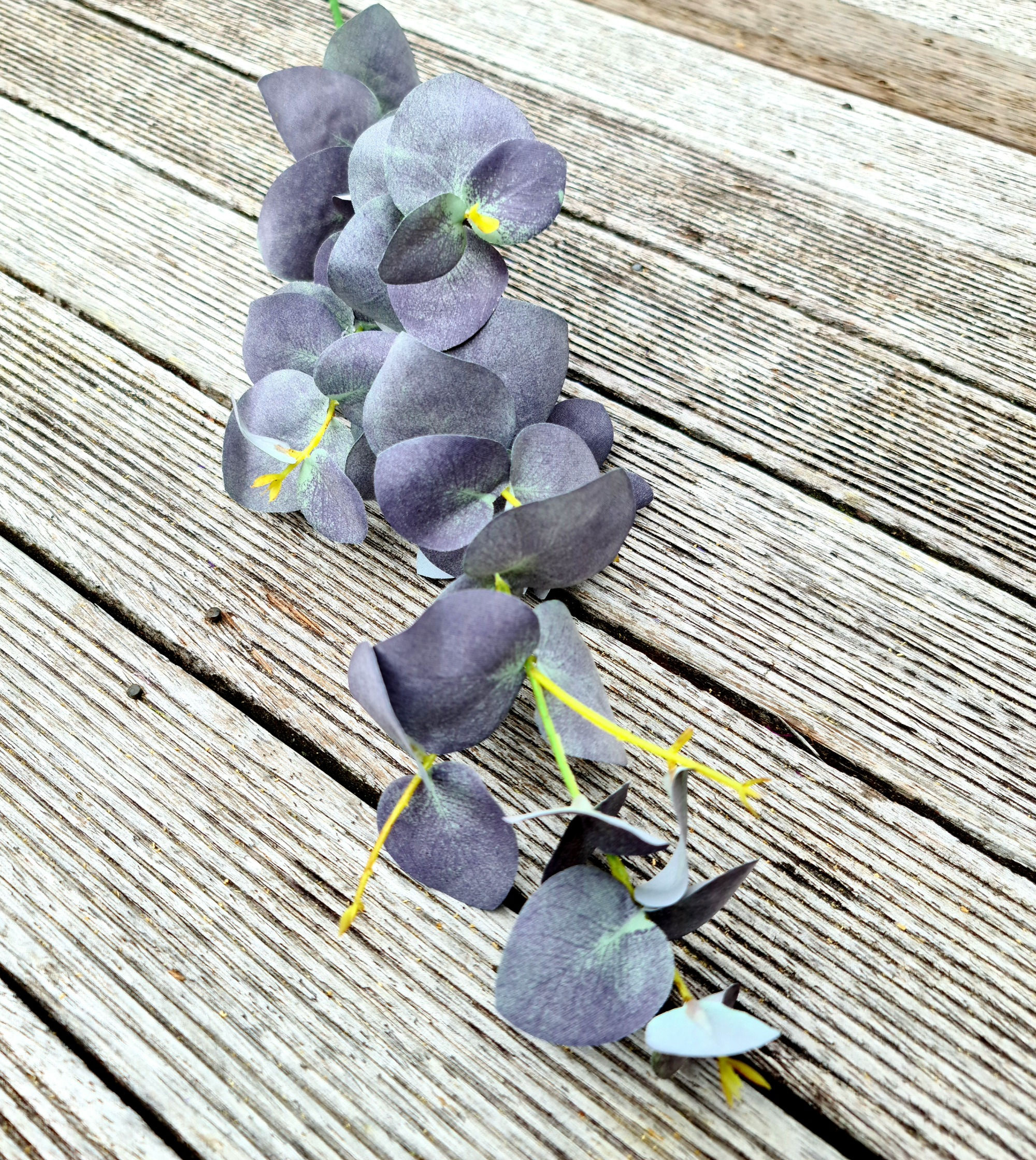 Eucalyptus Long Stem Purple F220
