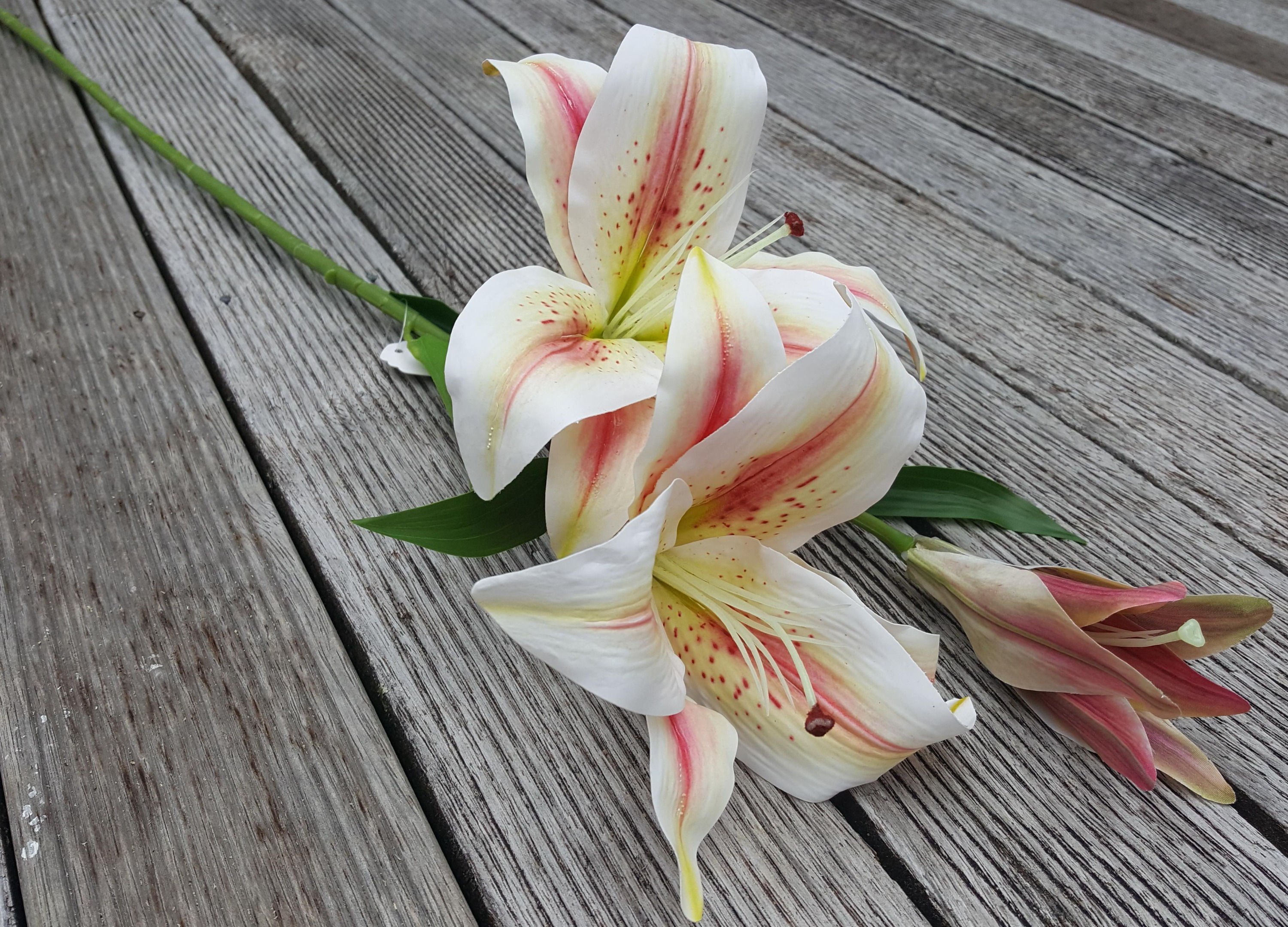 Pink White Lily Stem F258