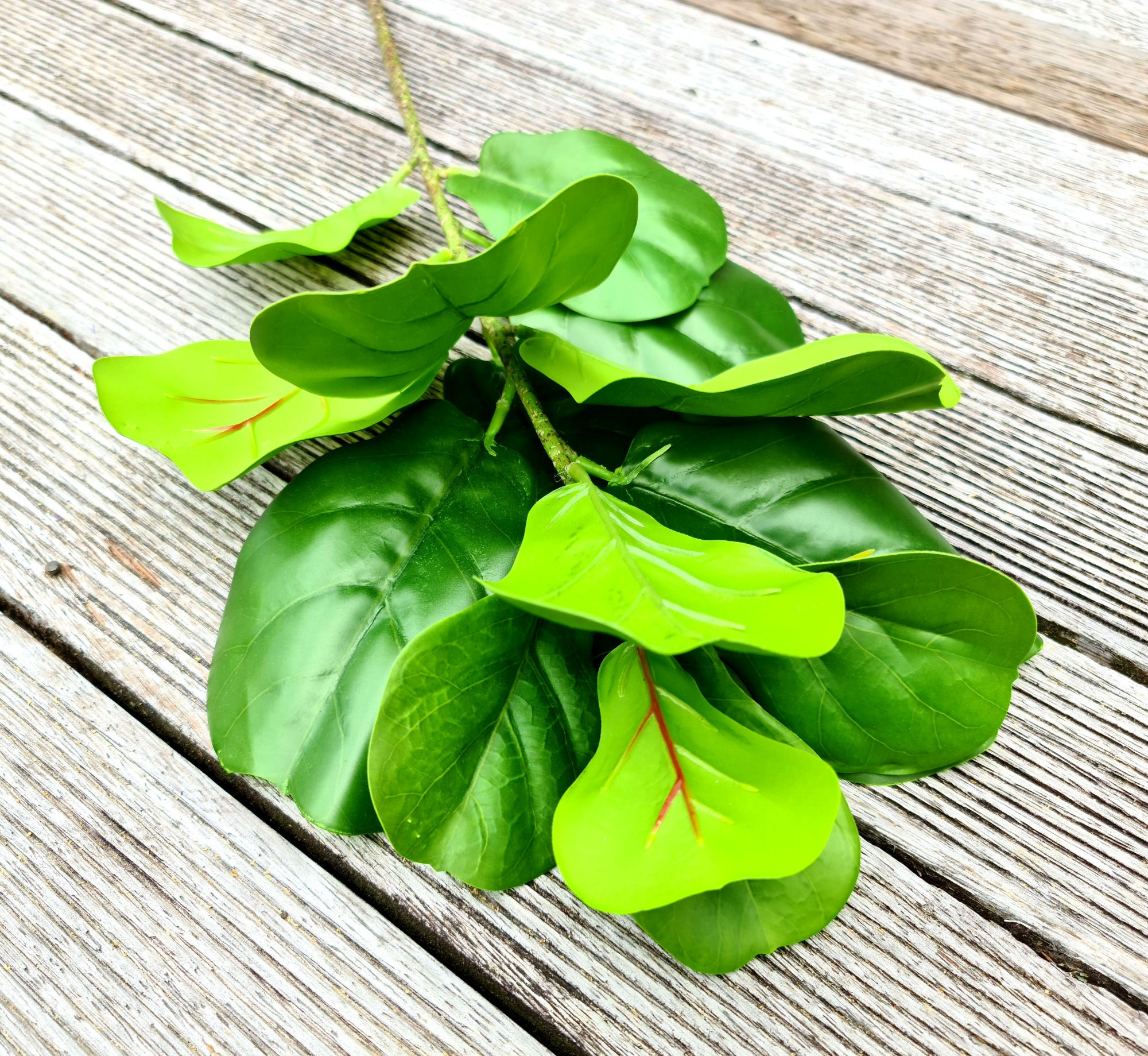 Ficus Leaf Bush - Short F195
