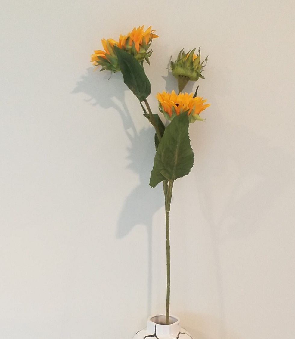 Thumbnail: Sun Flower x 3 bush F204