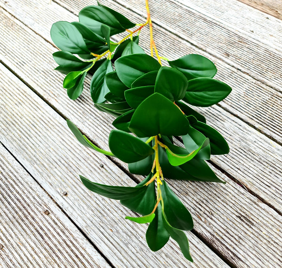 Thumbnail: Peperomia Bush Long Stem F145
