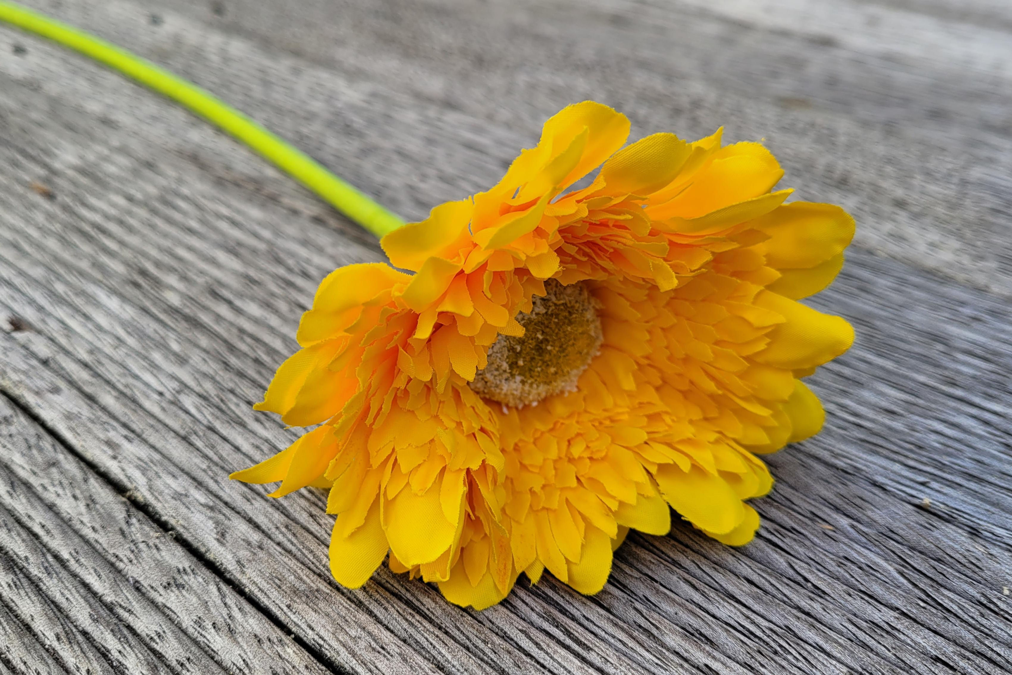 Yellow Gerbera Stem F127