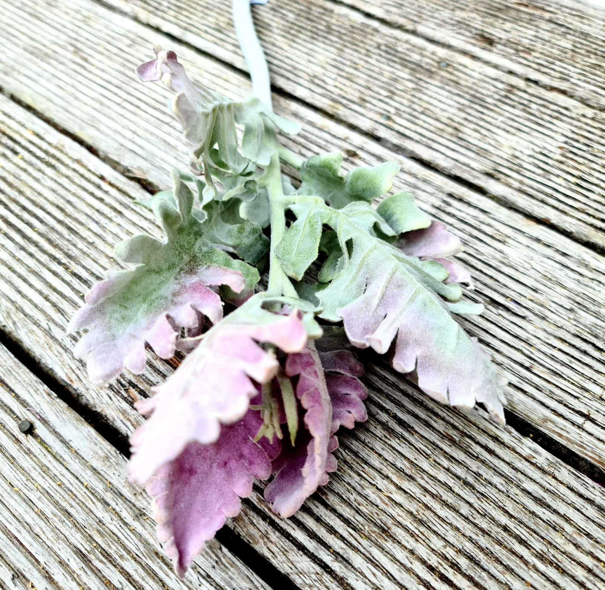 Dusty Miller Branch Purple F257