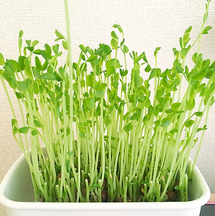 豆苗.png