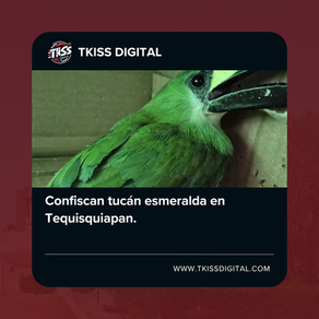 Confiscan tucán esmeralda en Tequisquiapan.