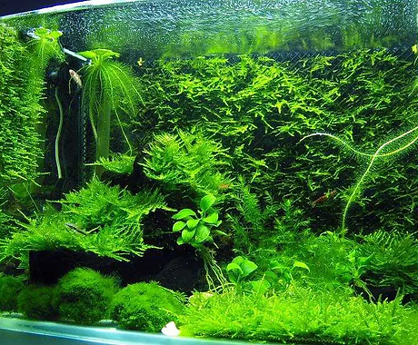 Java Moss.webp