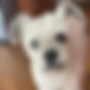 scruffy little terrier dog