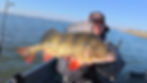 Insane perch caught cranking