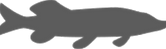 snoek