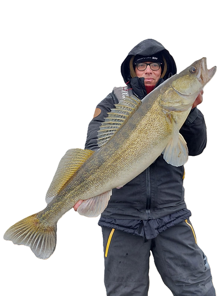 UFX Guide holding a large zander (pike-perch) against a clean background, showcasing the fish’s size.