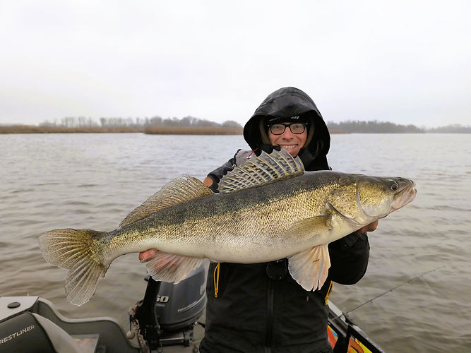 Großer Zander wird auf dem Boot unter rauen Bedingungen auf dem Hollands Diep gefangen