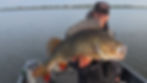Big perch on a crankbait