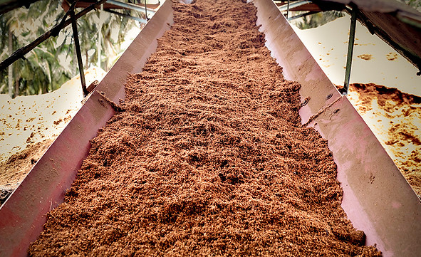 Coco peat extraction