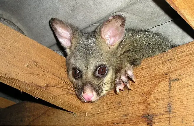 Possum-Removal-Elsternwick.webp