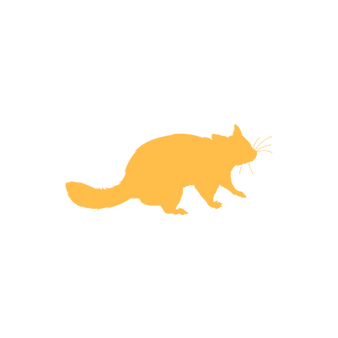 Possum