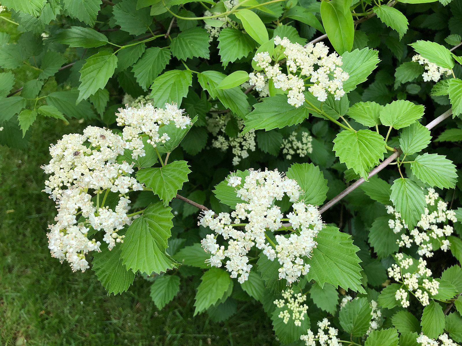 Viburnum dentatum