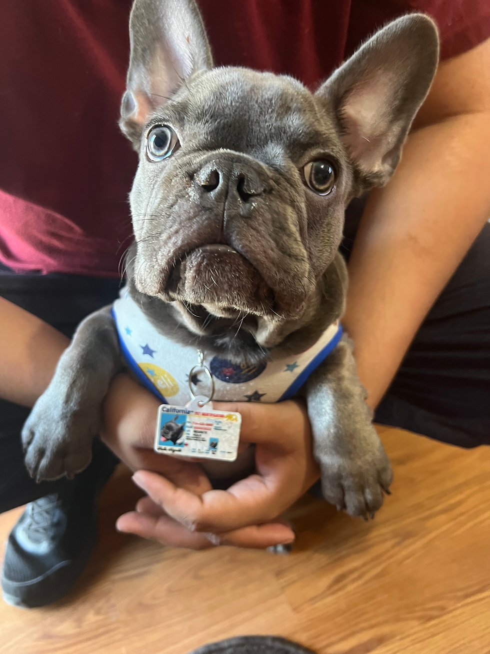 Thumbnail: Pet tag, California identification pet tag for collar 