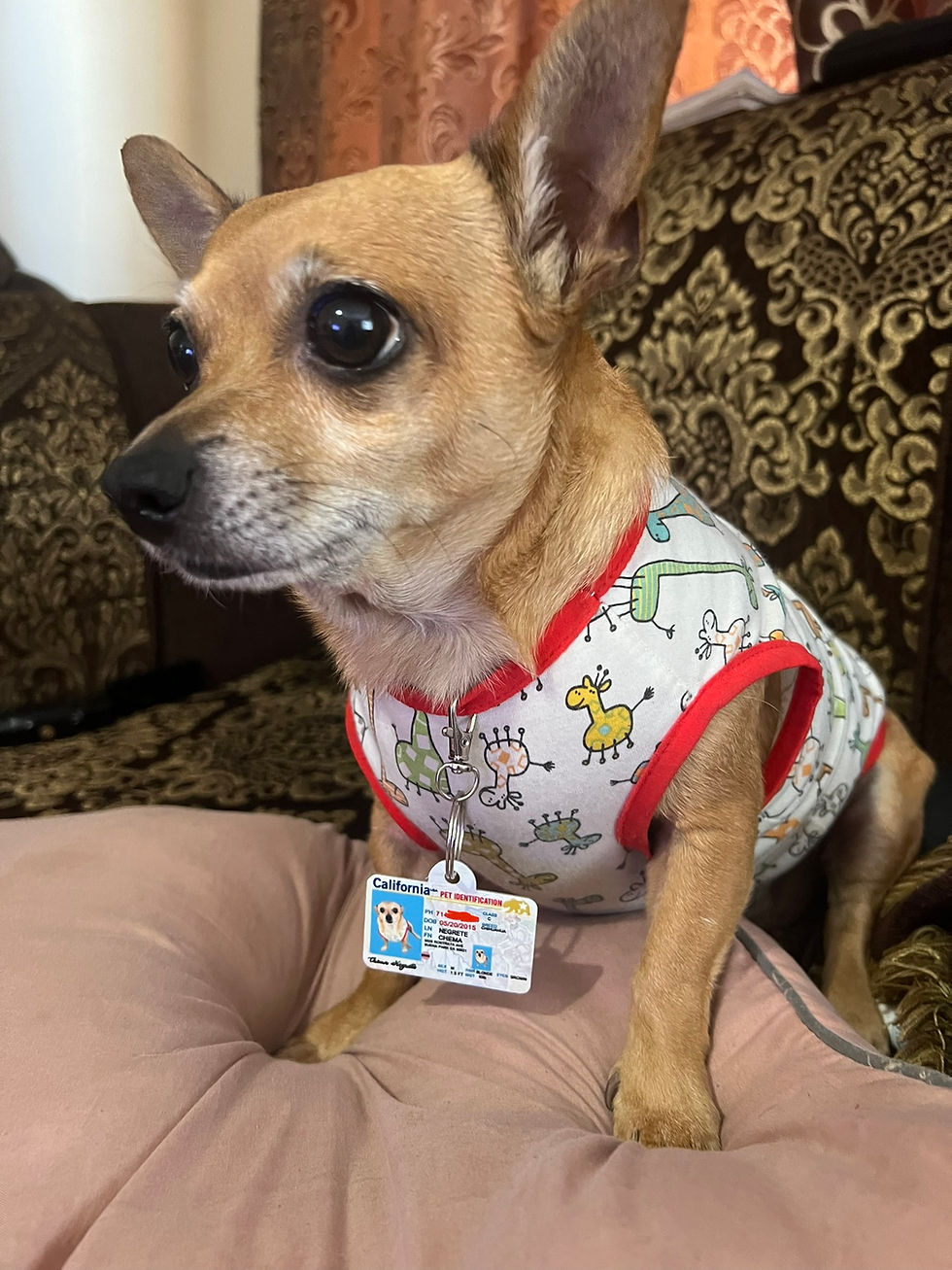 Thumbnail: Pet tag, California identification pet tag for collar 