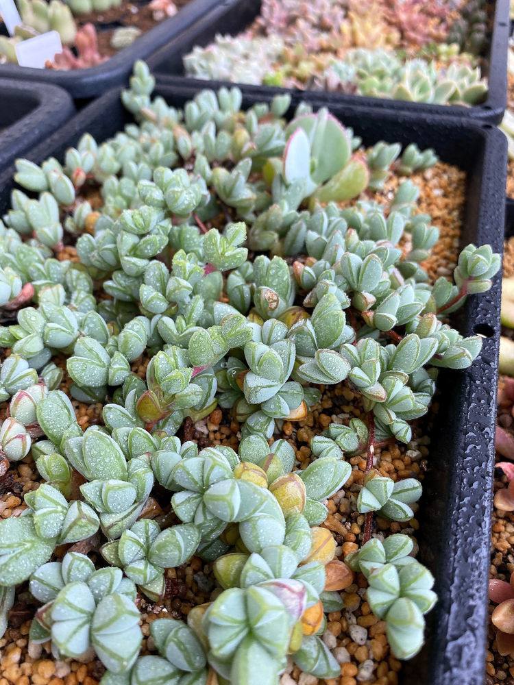 元気に育てよう 雨との闘い