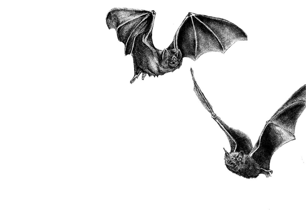 bats