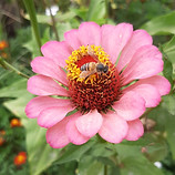 Bee on a flower