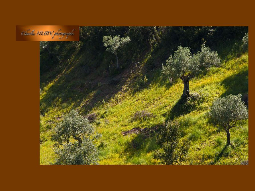 Charles Huby Photo Grebe
