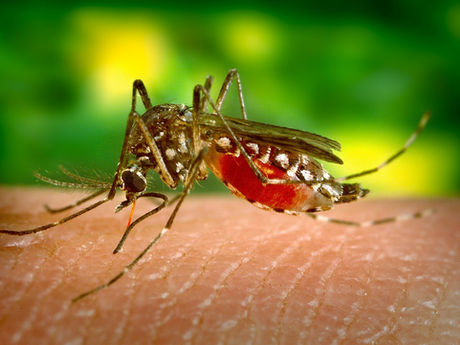 Press Release: Local Area Mosquitoes Test West Nile Virus Positive