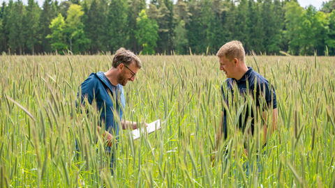 die Fotografie zeigt zwei Landwirte, die auf dem Feld die Ernte kontrollieren