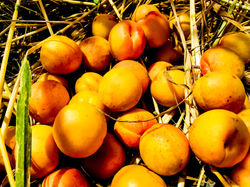 Harvested apricot
