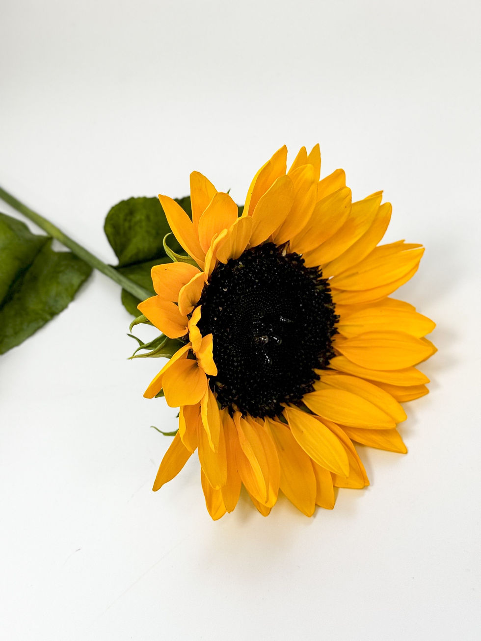 Thumbnail: Sunflower Cutters