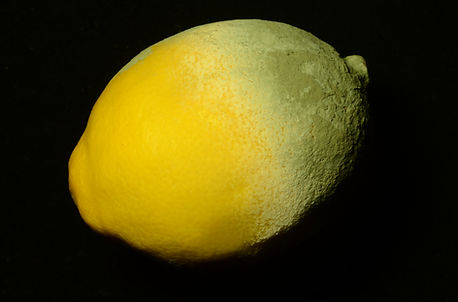 Penicillium mould on a lemon