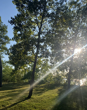 A grove of trees overlooks a body of water with the sun's rays shining through.
