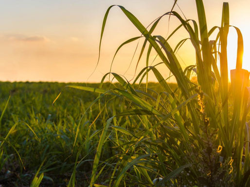 Previsão de recorde para a safra mineira de cana-de-açúcar