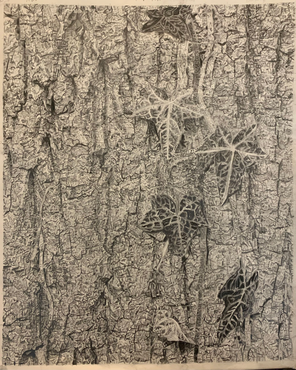 A gridded drawing I made showing close-up bark and leaf texture. From spring 2024.