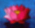 FL1212 Lotus Flower sml.jpg